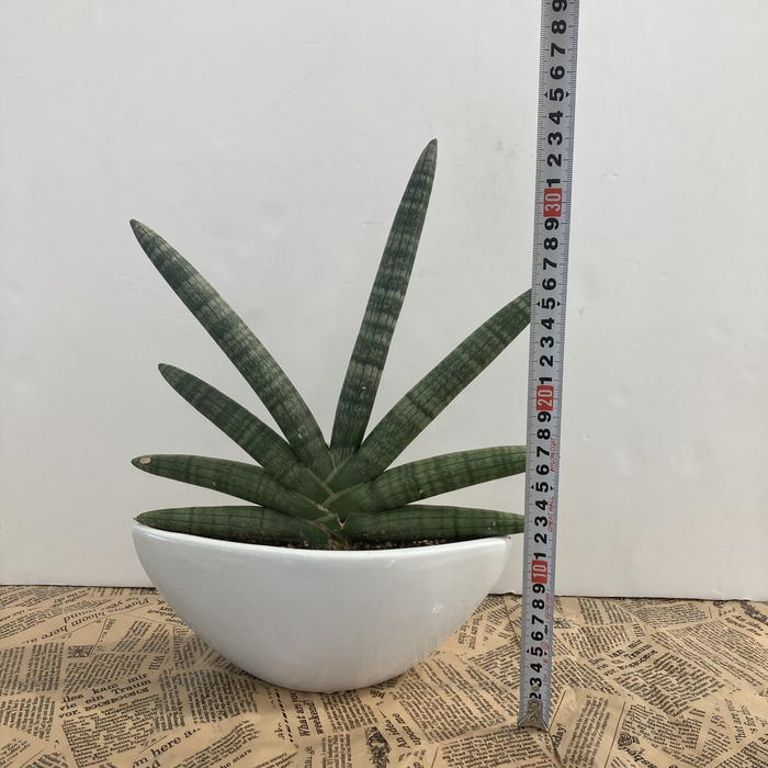 【現品】サンスベリア・ボンセレンシス　8号 (サンセベリア・ボンセレンシス）２Ｔ 現品】サンスベリア・ボンセレンシス 8号 (サンセベリア