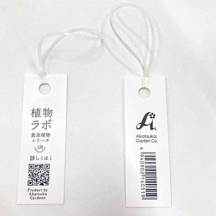 ビンの中で育む植物 植物ラボ ウツボカズラ(ナンヨウウツボカズラ)Nepenthes mirabilis ブルー培地 ※お届けまでに最大14日|観葉07-TU