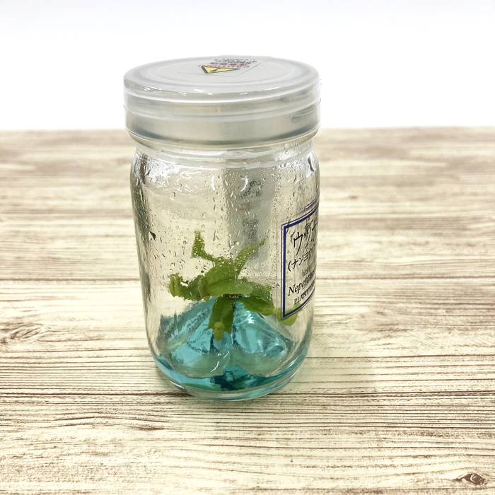 ビンの中で育む植物 植物ラボ ウツボカズラ(ナンヨウウツボカズラ)Nepenthes mirabilis ブルー培地 ※お届けまでに最大14日|観葉07-TU