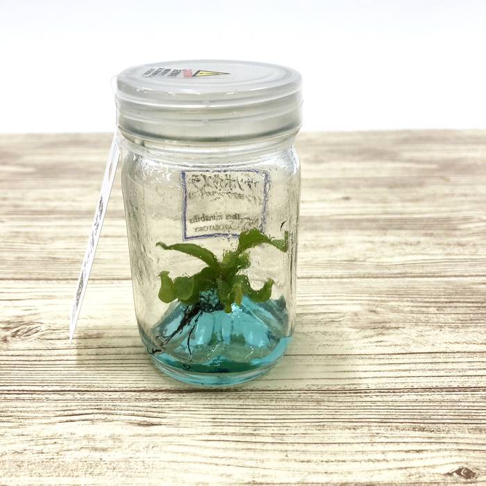 ビンの中で育む植物 植物ラボ ウツボカズラ(ナンヨウウツボカズラ)Nepenthes mirabilis ブルー培地 ※お届けまでに最大14日|観葉07-TU