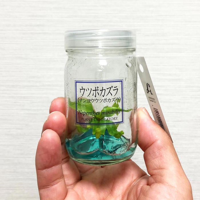 ビンの中で育む植物 植物ラボ ウツボカズラ(ナンヨウウツボカズラ)Nepenthes mirabilis ブルー培地 ※お届けまでに最大14日|観葉07-TU