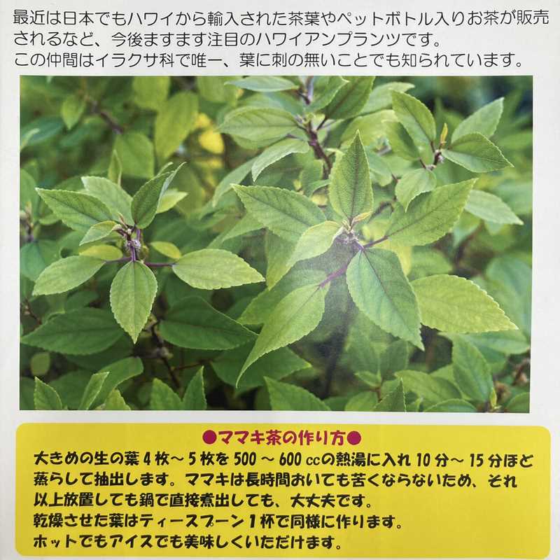 ハワイ固有のミラクルハーブ ママキ 5号スリット鉢｜花木10-TU | 草花