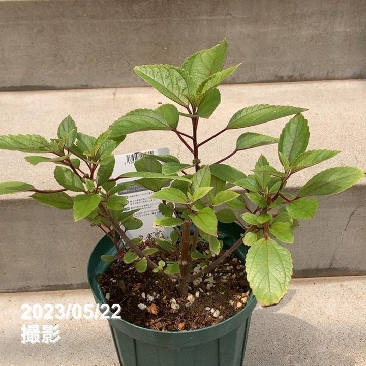 ハワイ固有のミラクルハーブ ママキ 5号スリット鉢｜花木10-TU | 草花