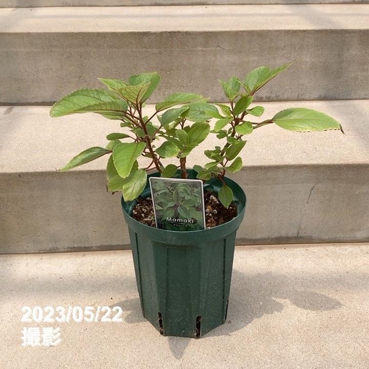 ハワイ固有のミラクルハーブ ママキ 5号スリット鉢｜花木10-TU | 草花