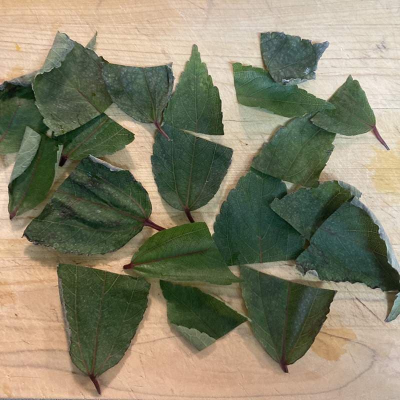 ハワイ固有のミラクルハーブ ママキ 5号スリット鉢｜花木10-TU | 草花