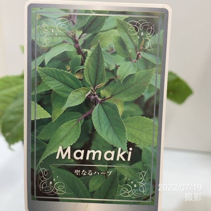 ハワイ固有のミラクルハーブ ママキ 5号スリット鉢｜花木10-TU | 草花