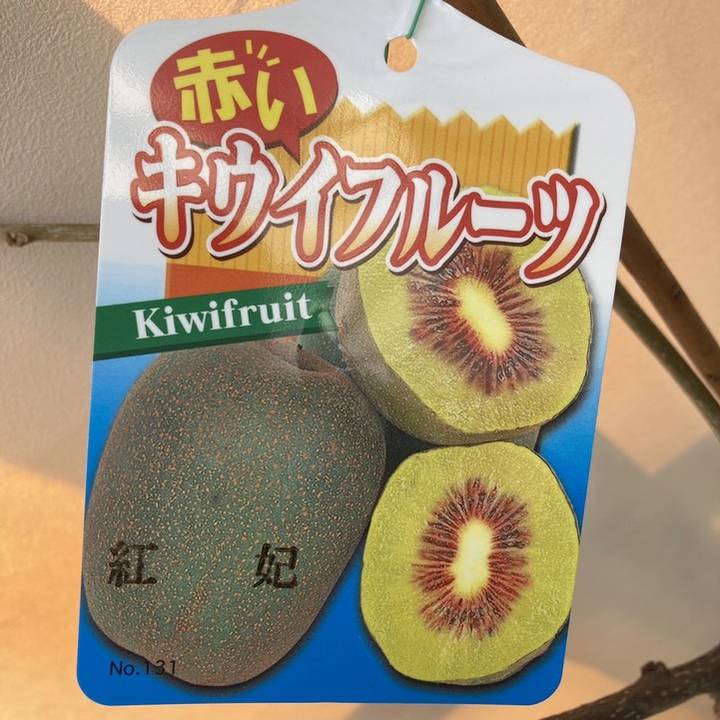 キウイフルーツ 紅妃（こうひ）雌木 4号｜果樹04-PA | 果樹 | 赤塚