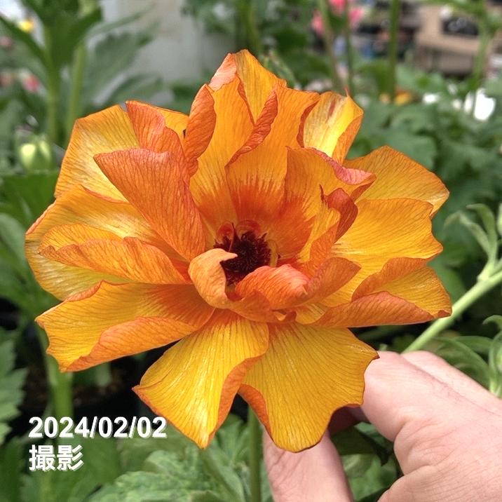 ラナンキュラス ラックスシリーズ 3.5～4号 ミノアン｜草花04-PA