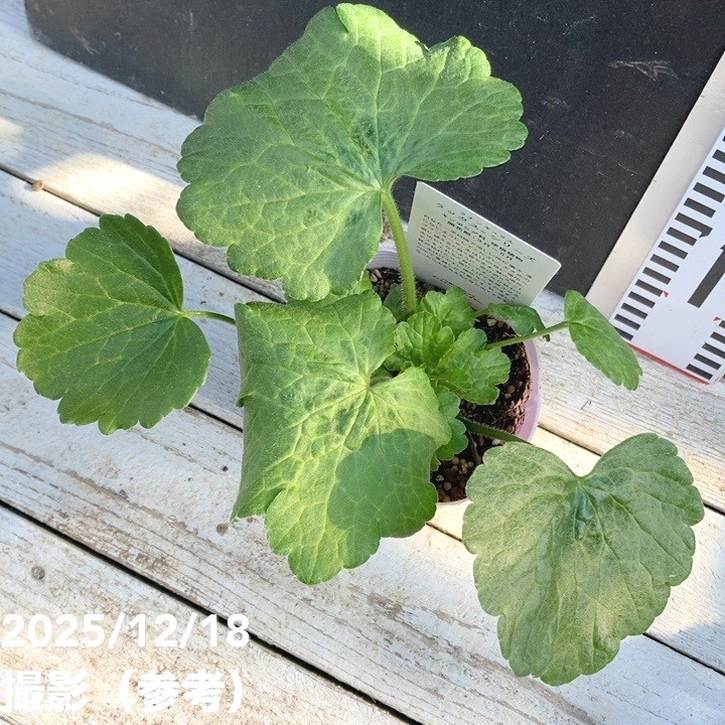 ラナンキュラス ラックスシリーズ 3.5～4号 ミノアン｜草花04-PA