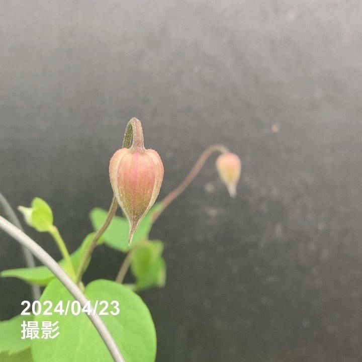 クレマチス ヴィオルナ系 ソネット 4号｜草花04-PA | 草花,クレマチス