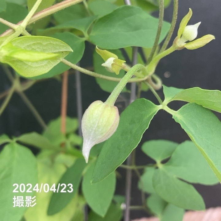 クレマチス ヴィオルナ系 ソネット 4号｜草花04-PA | 草花,クレマチス