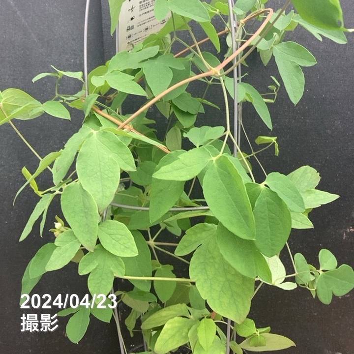 クレマチス ヴィオルナ系 ソネット 4号｜草花04-PA | 草花,クレマチス