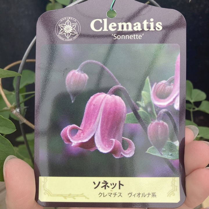 クレマチス ヴィオルナ系 ソネット 4号｜草花04-PA | 草花,クレマチス