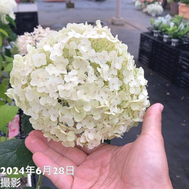 アメリカあじさい アナベル ジャンボ 6号 PVP｜花木03-D3 | 花木・庭木