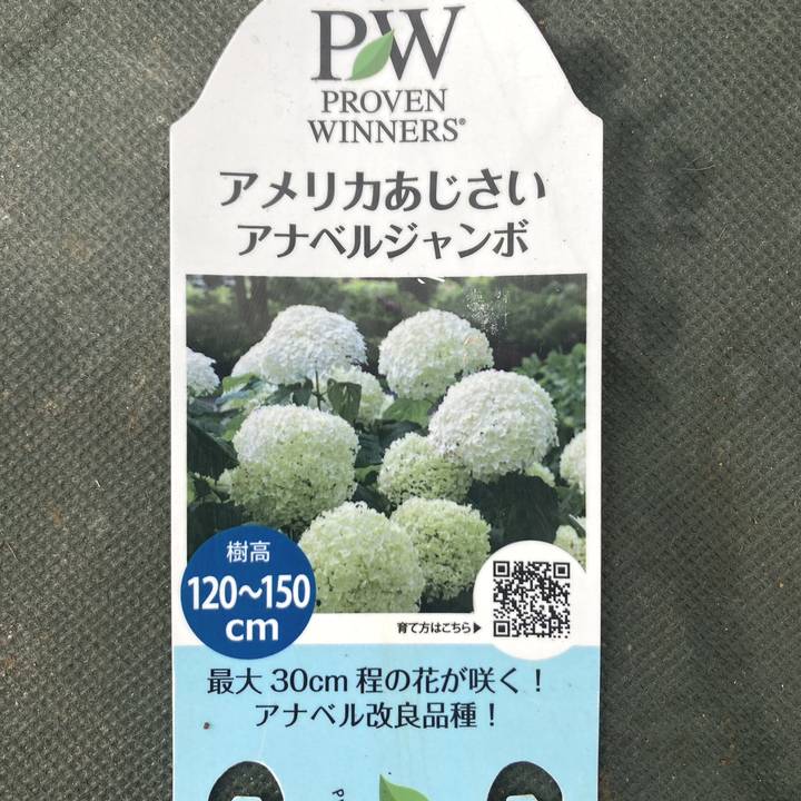 アメリカあじさい アナベル ジャンボ 6号 PVP｜花木03-D3 | 花木・庭木