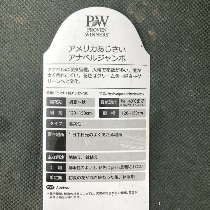 アメリカあじさい アナベル ジャンボ 6号 PVP｜花木03-D3 | 花木・庭木