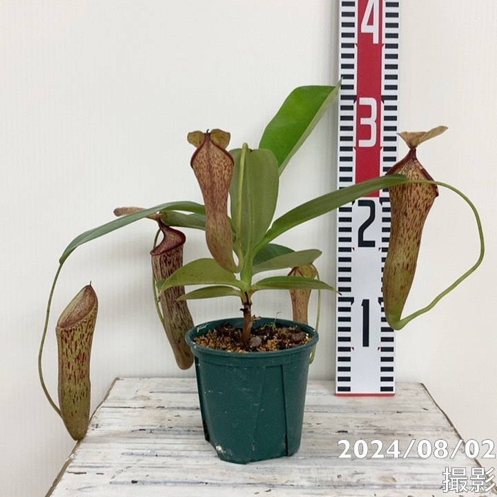 食虫植物 N．pitopangii 脆 ネペンテス ピトパンギー ウツボカズラ