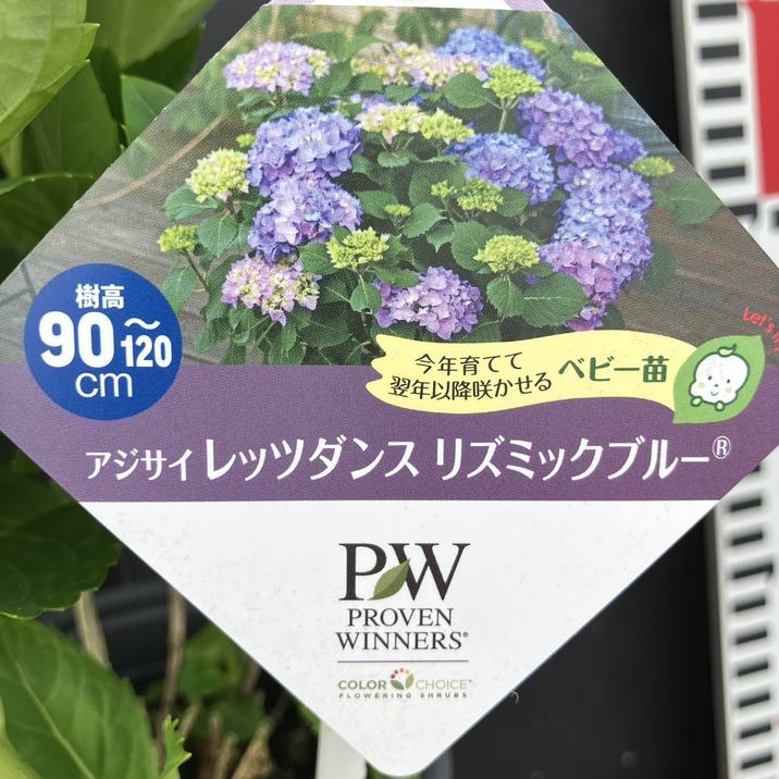 PW アジサイ レッツダンス リズミックブルー 11cmロングポット｜花木04