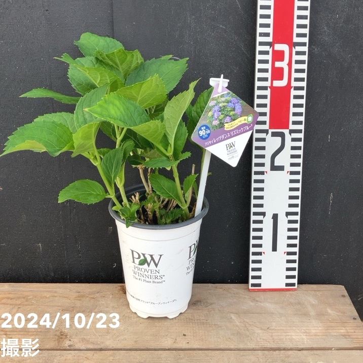 3号鉢プランター　ダンス 3号鉢プランター ダンス 【公式通販】