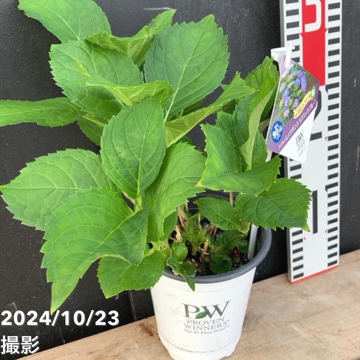 PW アジサイ レッツダンス リズミックブルー 11cmロングポット｜花木04