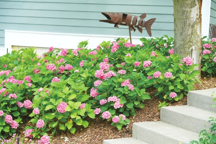 PW アジサイ レッツダンス リズミックブルー 11cmロングポット｜花木04