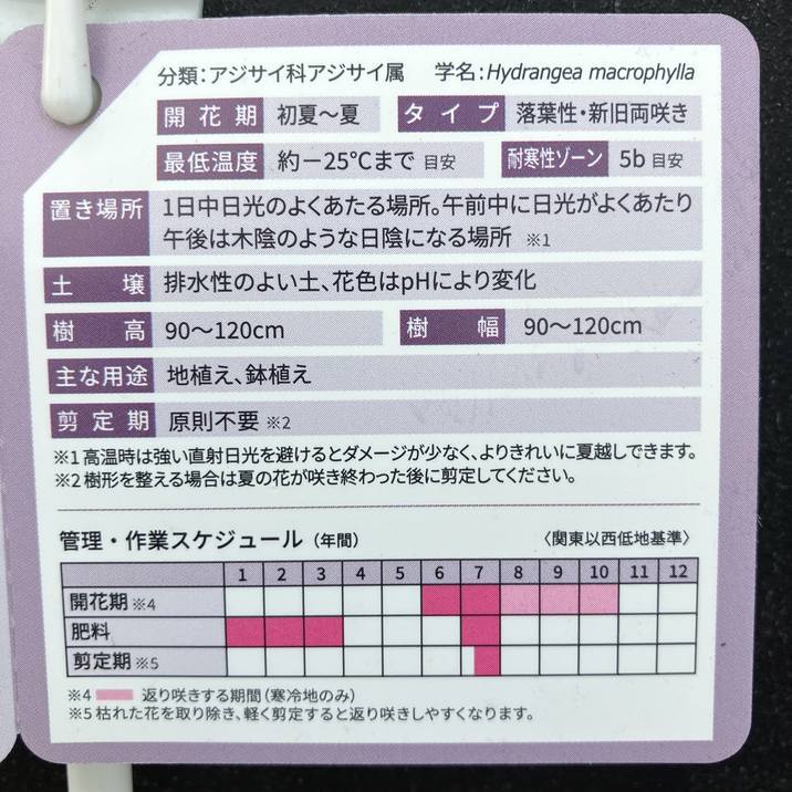 PW アジサイ レッツダンス リズミックブルー 11cmロングポット｜花木04
