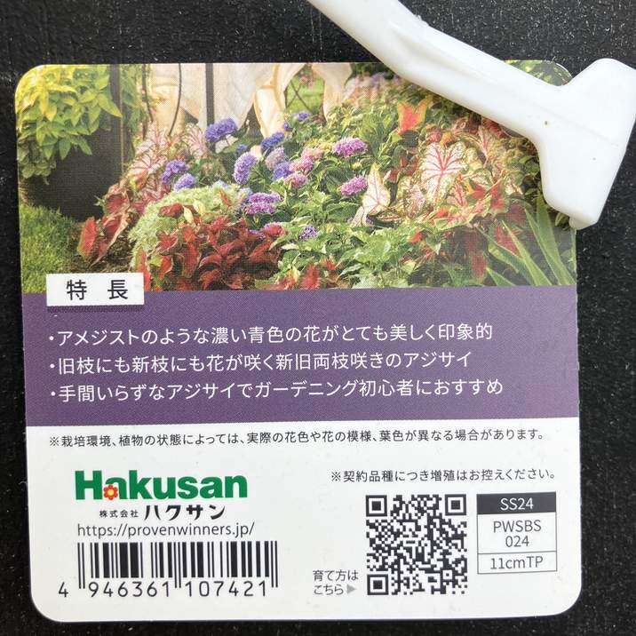 花★リピーター様割 PW アジサイ レッツダンス リズミックブルー 11cmロングポット｜花木04