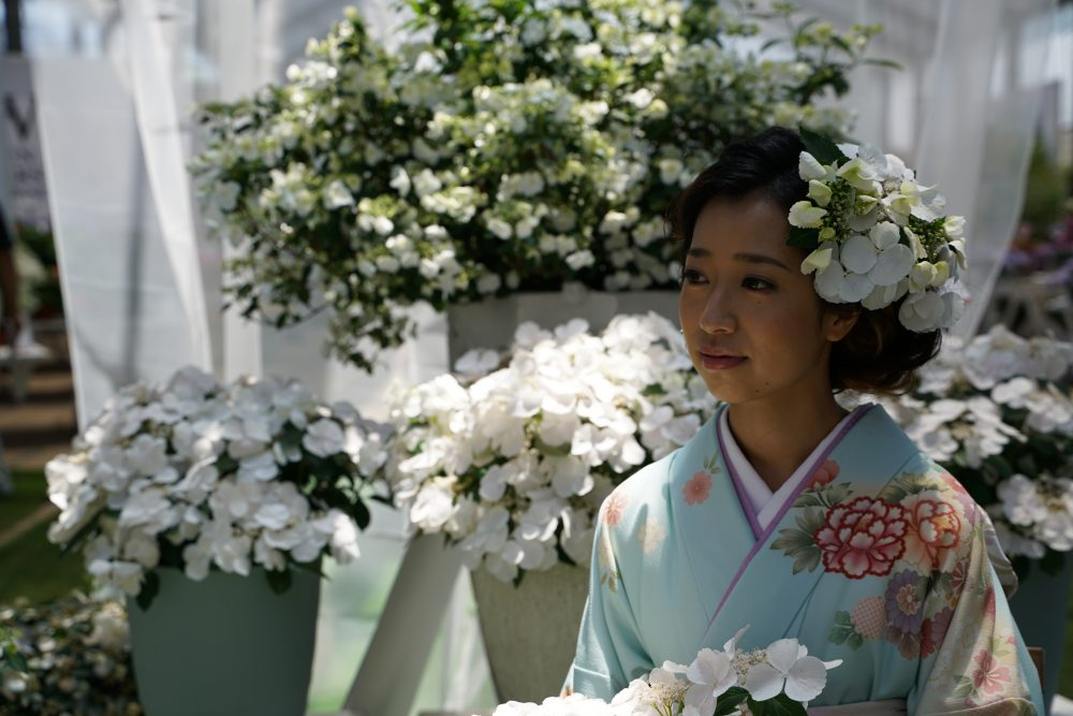 決算P5倍！8/2まで】【現品お届け】超特大株！PW ラグランジア