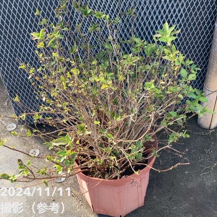 セール中…ブライス・ダラス・ハワード直筆サイン入り超 大型写真…ビューティフル〜 Amazon.co.jp: ブライスダラス・ハワード直筆サイン入り超大型