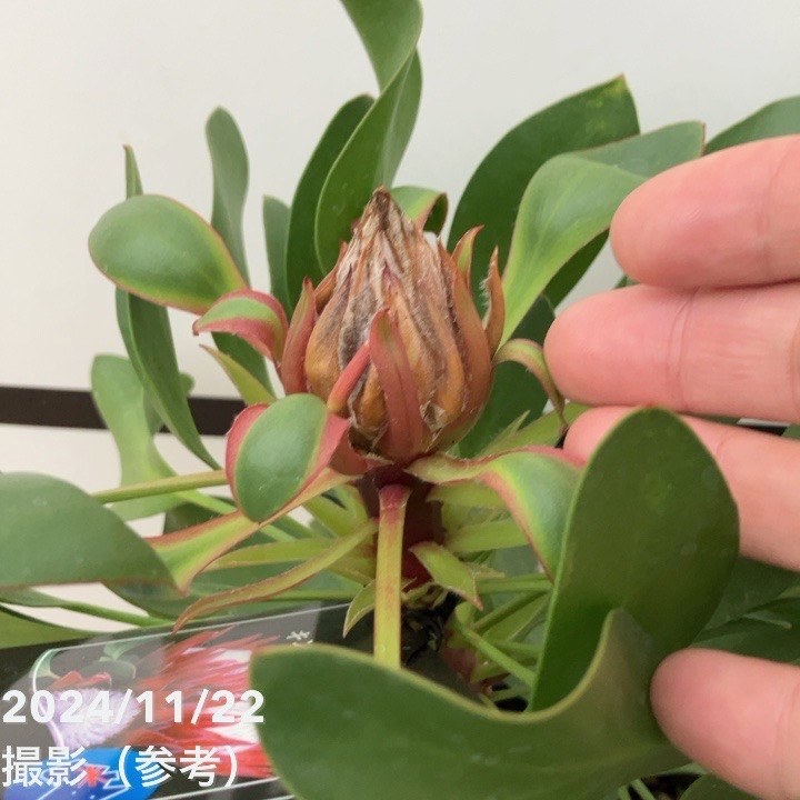 【訳あり特価 現品お届け】キングプロテア リトルプリンス(1花付き)5号苗 PVP|花木10-TU