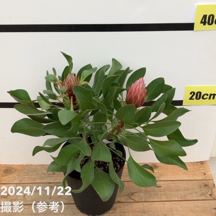 【訳あり特価 現品お届け】キングプロテア リトルプリンス(1花付き)5号苗 PVP|花木10-TU