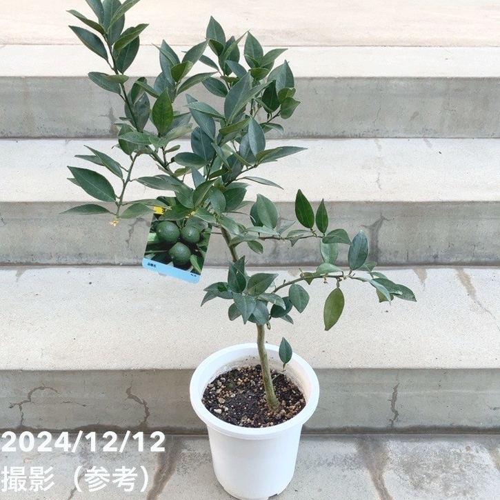 現品お届け】すだち 6号｜柑橘｜果樹10-TU | 果樹,柑橘 | 赤塚植物園