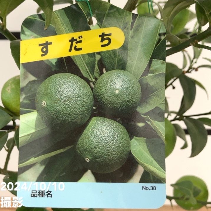 アダチキ中粒15キロ 現品お届け】すだち 6号｜柑橘｜果樹10-TU | 果樹,柑橘 | 赤塚植物園