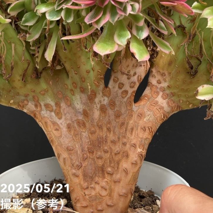 21#多肉植物アエオニウム錦❤️ 翡翠琉璃 ❤️28-30頭28cm 拔き苗 多肉植物アエオニウム錦❤️ 翡翠琉璃 ❤️ - メルカリ