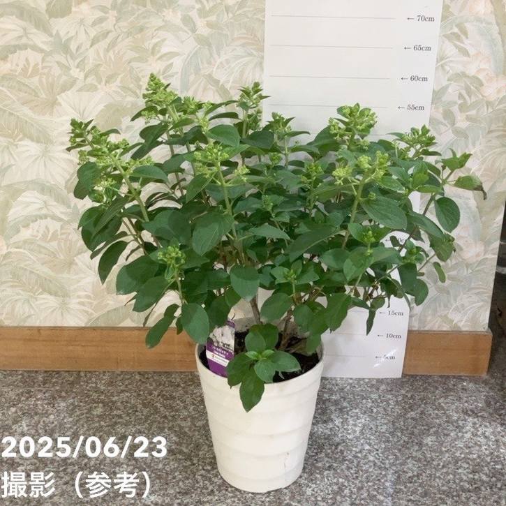 ノリウツギ リトルホッティ Little Hottie 7号｜鉢花04-PA | 花木