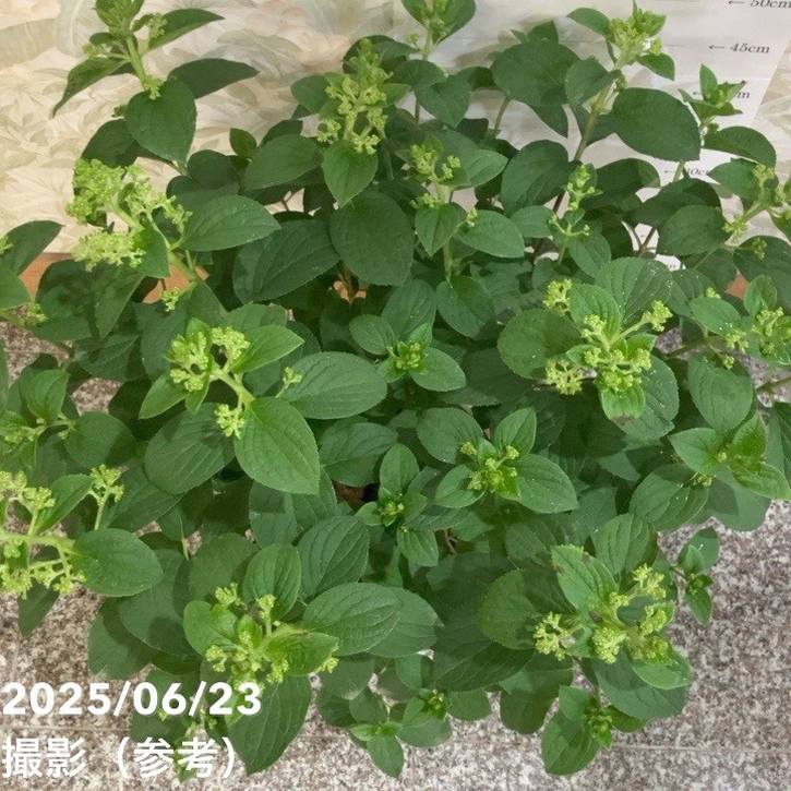 RRR 常夏の楽園 4枚 HOKA®公式サイト【リンコン 4|RINCON 4 197634731438