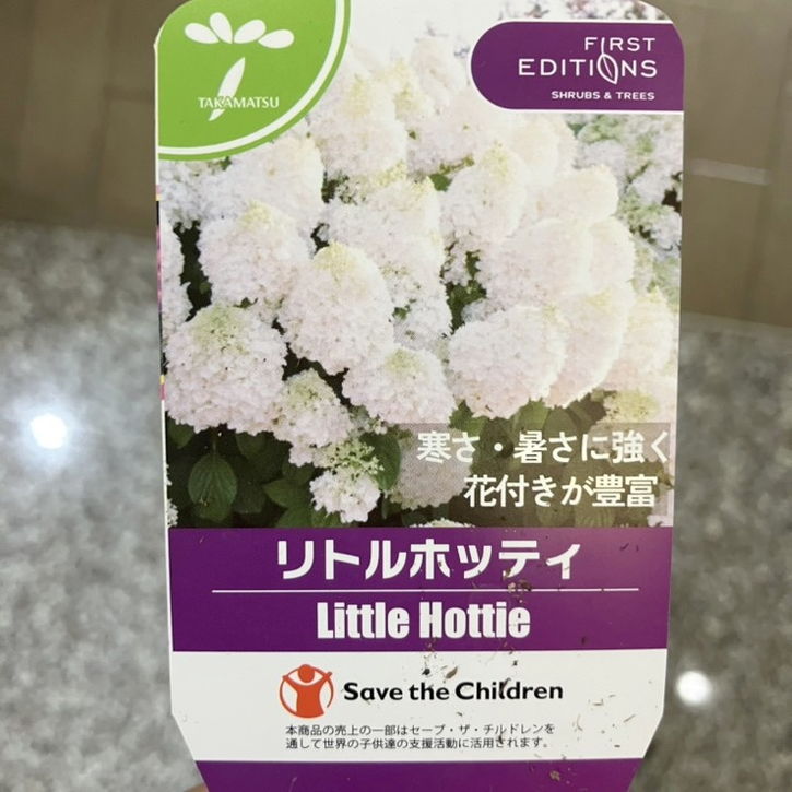 激レア！！中里リンゼアナ×青鬼小株付き　ルイパパ　札付き　鉢ごと ノリウツギ リトルホッティ Little Hottie 7号｜鉢花04-PA | 花木