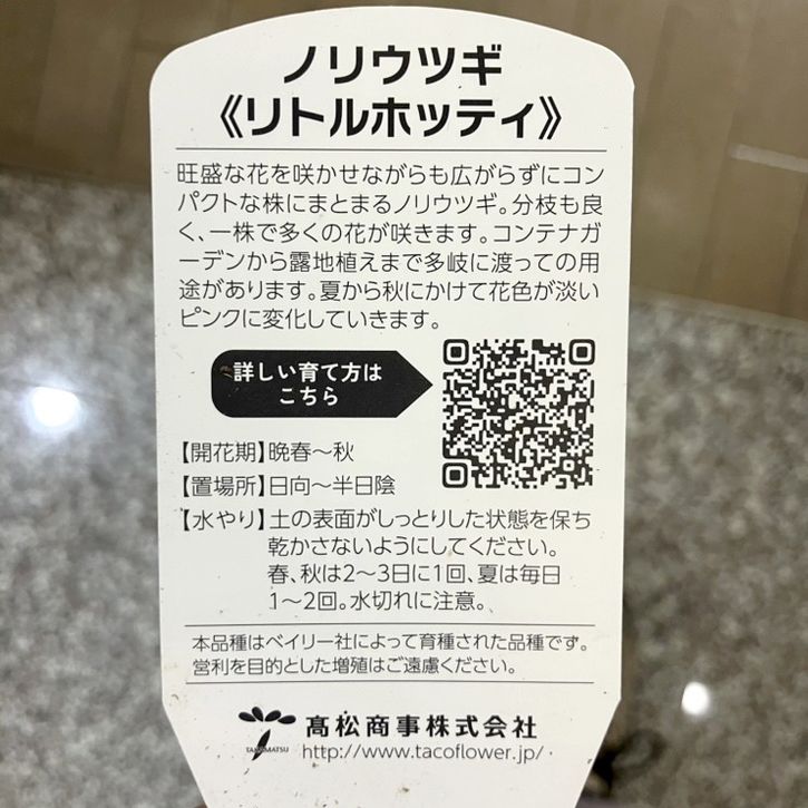 ノリウツギ リトルホッティ Little Hottie 7号｜鉢花04-PA | 花木