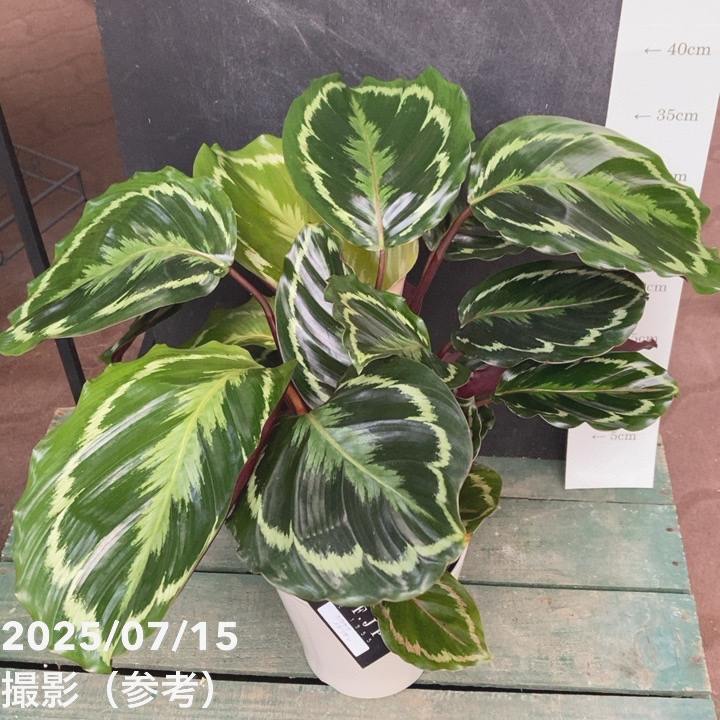 『ろちゅ様　確認用』 カラテア　メダリオン カラテア メダリオン 7号｜観葉04-PA | 観葉・多肉,カラテア | 赤塚