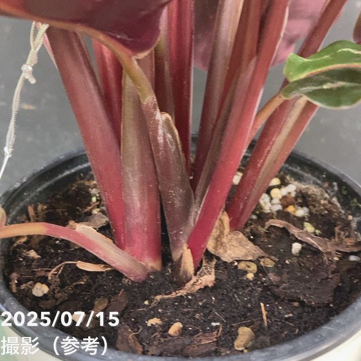 カラテア メダリオン 5号｜観葉04-PA | 観葉・多肉,カラテア | 赤塚