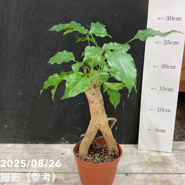 ヘテロパナックス 3号｜観葉04-PA | 観葉・多肉 | 赤塚植物園