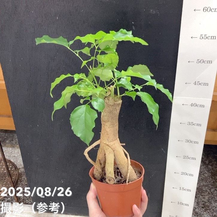 ヘテロパナックス 3号｜観葉04-PA | 観葉・多肉 | 赤塚植物園