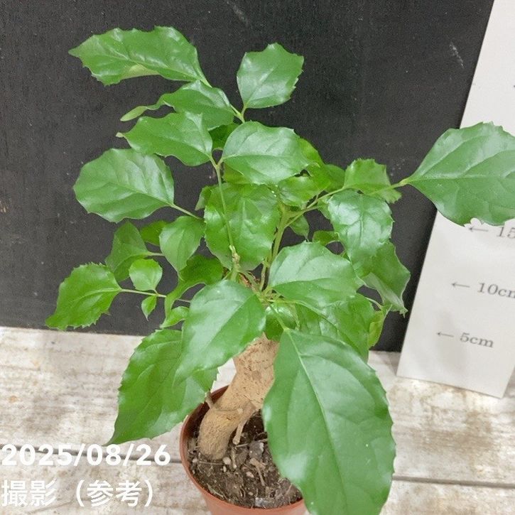 ヘテロパナックス 3号｜観葉04-PA | 観葉・多肉 | 赤塚植物園