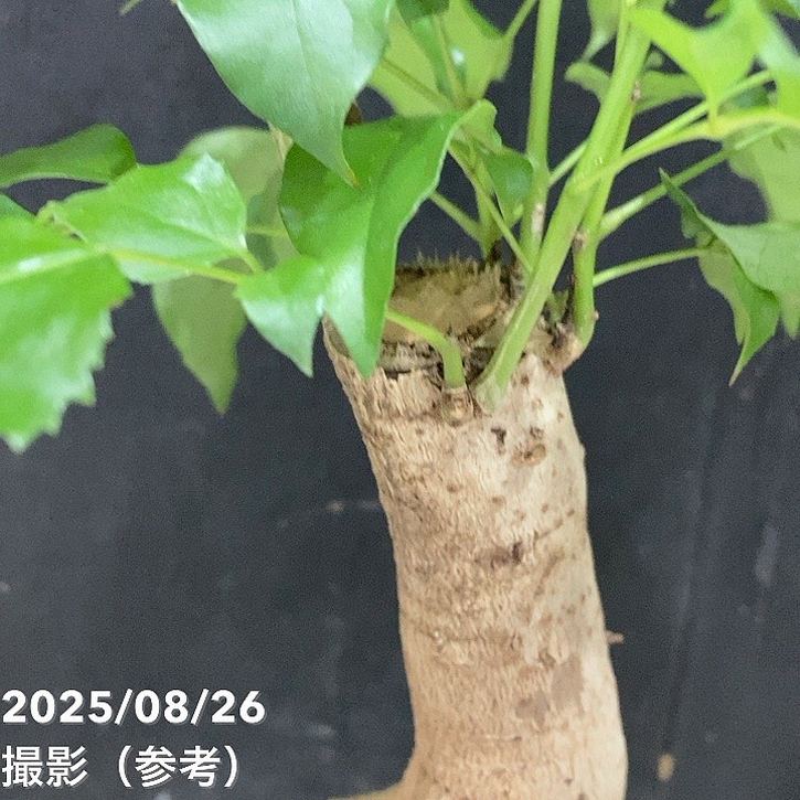 ヘテロパナックス 3号｜観葉04-PA | 観葉・多肉 | 赤塚植物園