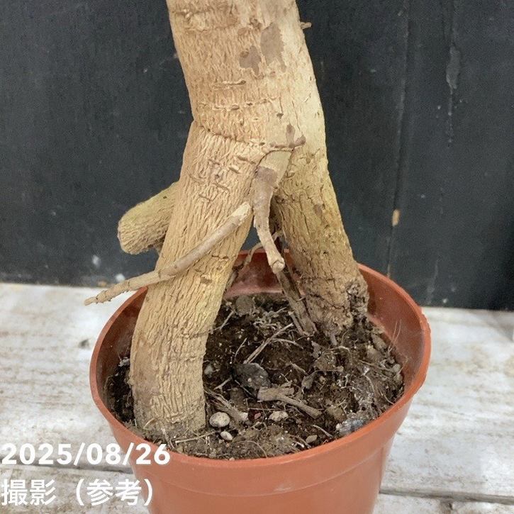 ヘテロパナックス 3号｜観葉04-PA | 観葉・多肉 | 赤塚植物園