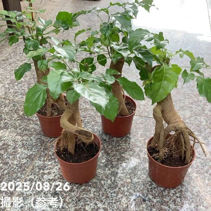 ヘテロパナックス 3号｜観葉04-PA | 観葉・多肉 | 赤塚植物園