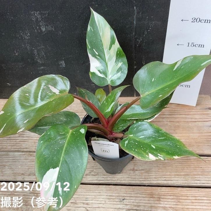 107 grandipes グランディペス フィロデンドロン Shop Philodendron