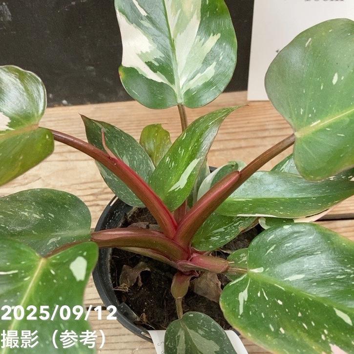 フィロデンドロン ピンクプリンセス 3.5号｜観葉04-PA | 観葉・多肉