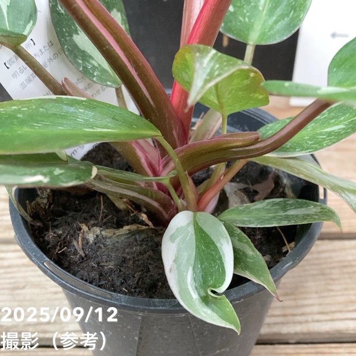 フィロデンドロン ピンクプリンセス（ピンク極斑）7株まとめ売りセット a5b6f6d501f803584bc02ed8db53a6