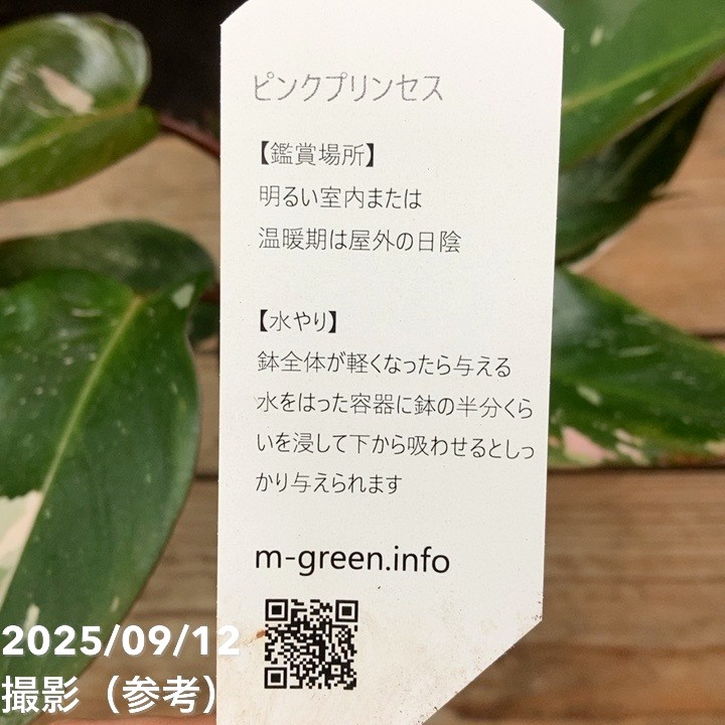 フィロデンドロン ピンクプリンセス 3.5号｜観葉04-PA | 観葉・多肉